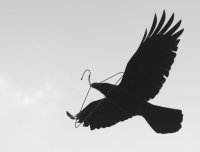 Une corbeau et son cintre